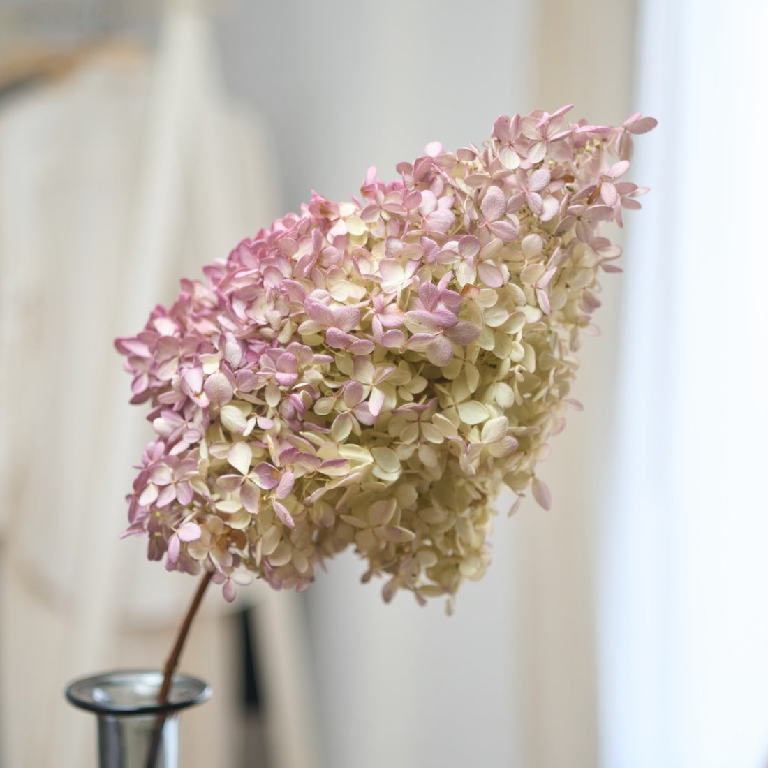 ドライボタニカル便り］紫陽花 秋色ミナヅキ | 2024.12.11 – 土
