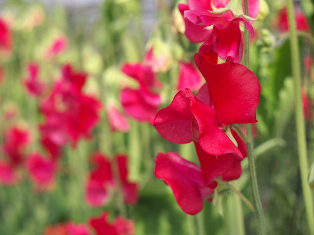 赤いスイートピーは実在しない花だった！？品種・色別の花言葉や特徴を紹介 – 土と風の植物園