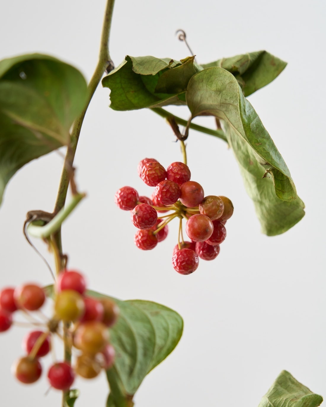 赤い実のドライフラワー – 土と風の植物園