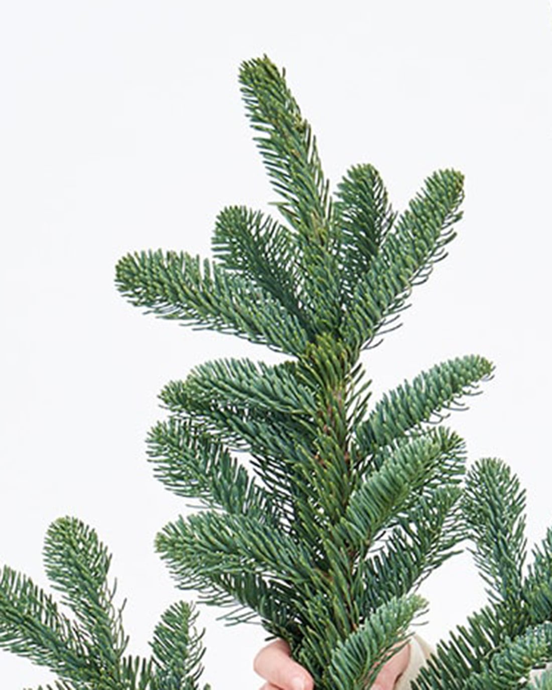 フレッシュな状態でお届け］モミ商品ページ - 土と風の植物園