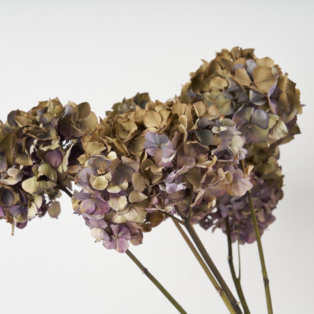 ドライフラワー］紫陽花 スピネルクラシックピンク 商品ページ - 土と