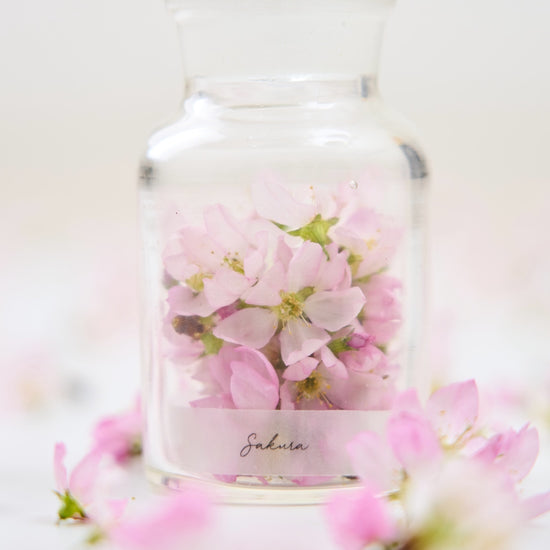 <桜の時>サクラの植物標本