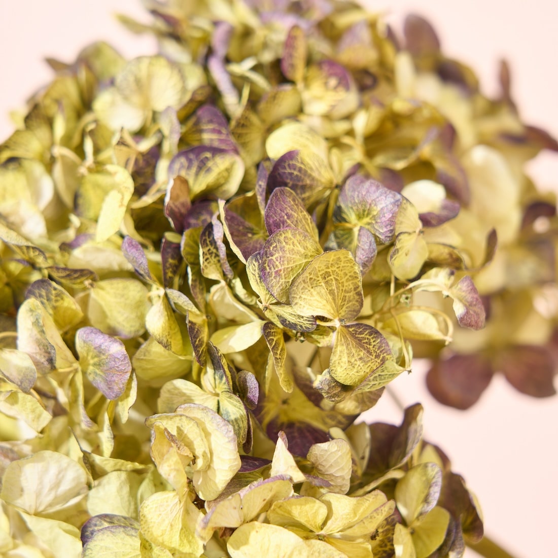 アンティークレモネードの紫陽花 2本セット