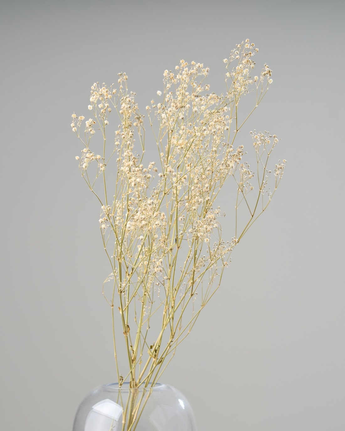 ドライフラワー✿︎花形かすみ草ミルクティー ドライフラワー✿︎花形かすみ草ミルクティー ドライフラワー