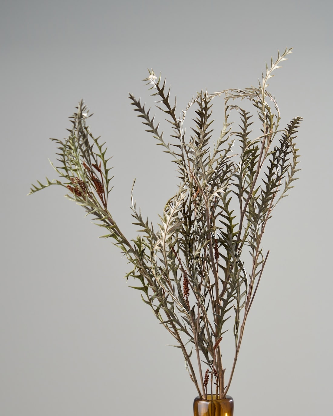 ドライフラワー ❇️グレビレアアイバンホー❣️ ドライフラワー］グレビレア アイバンホー商品ページ - 土と風の