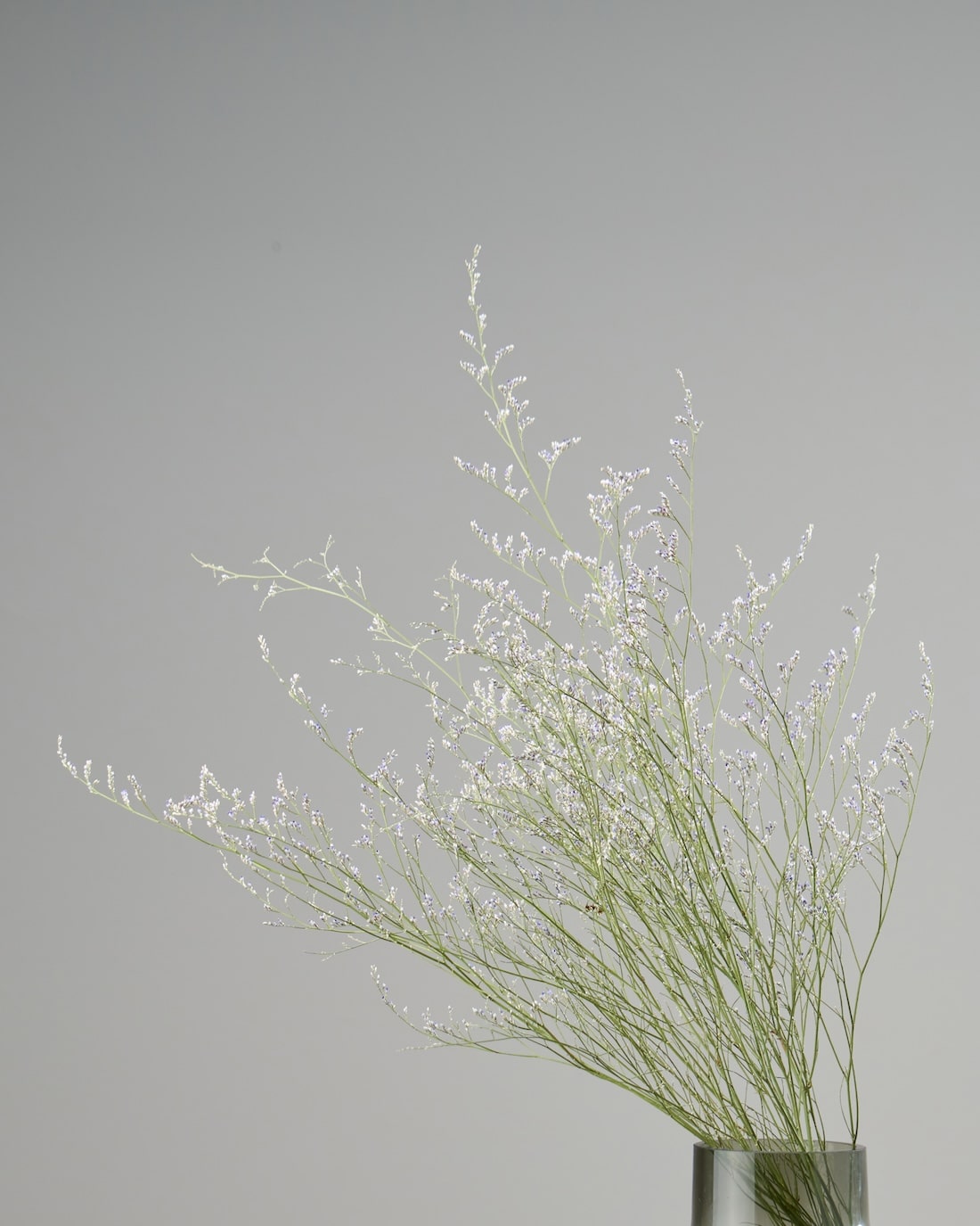 ドライフラワー］宿根スターチス ブルーファンタジア 商品ページ - 土