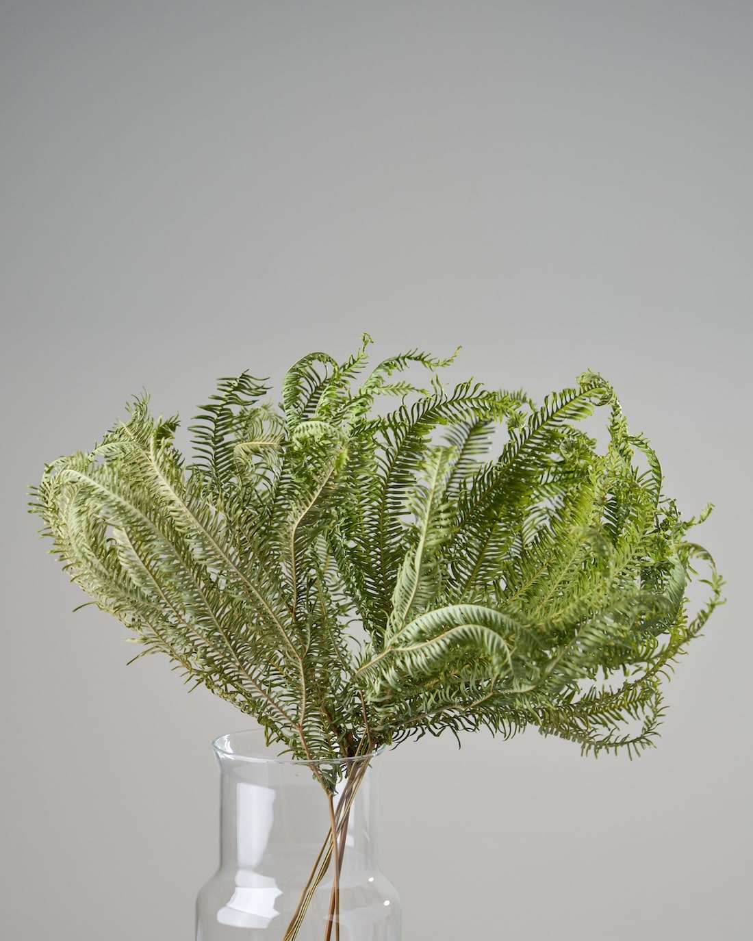 ドライフラワー］アンブレラファーン 商品ページ - 土と風の植物園