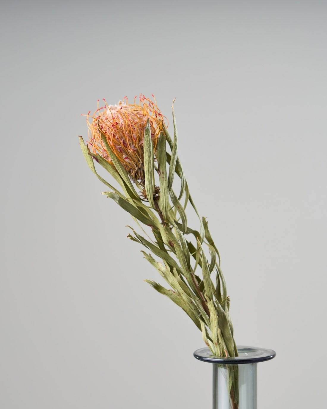 ドライフラワー］ピンクッション商品ページ - 土と風の植物園