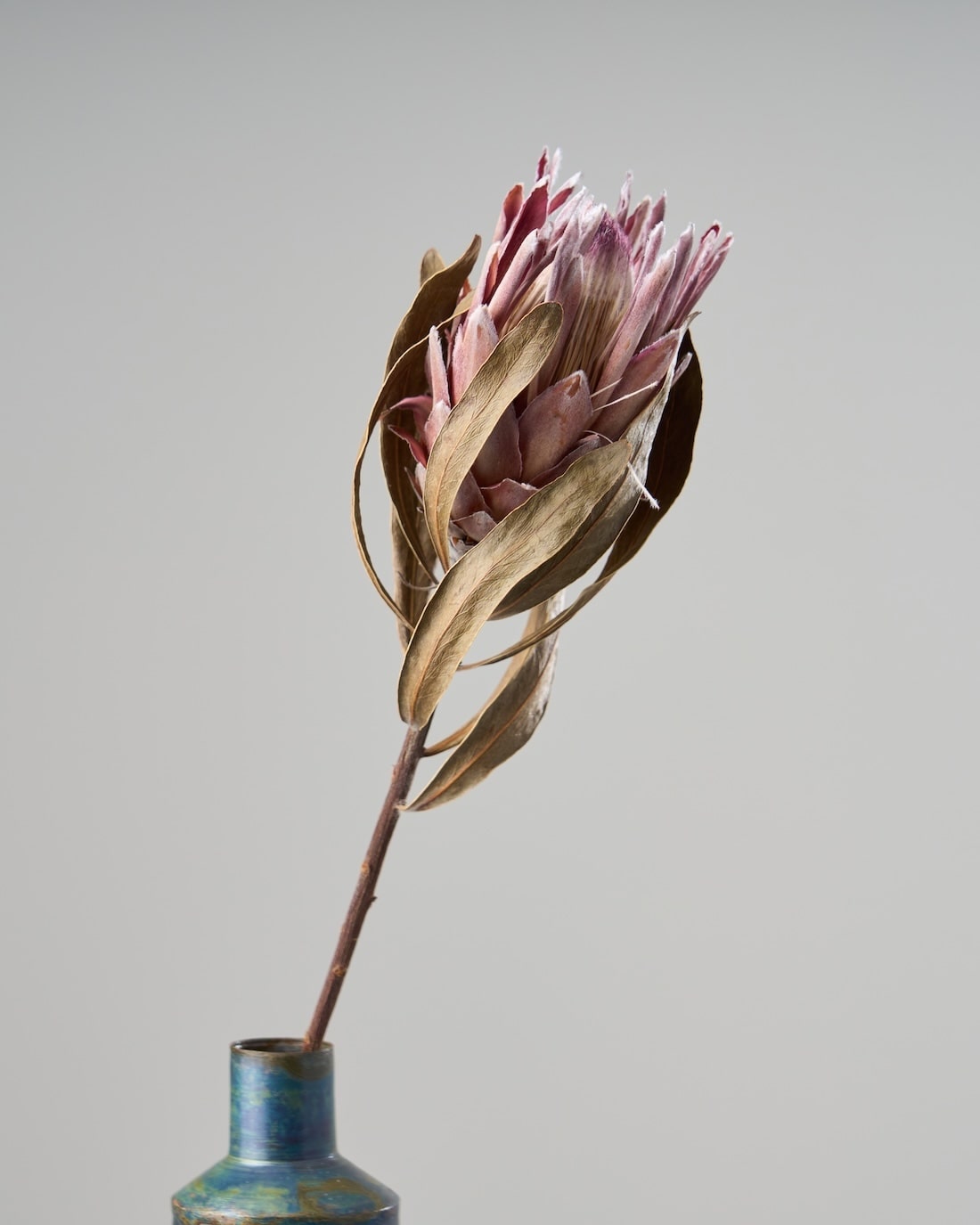 ドライフラワー］プロテア ピンクアイス商品ページ - 土と風の植物園