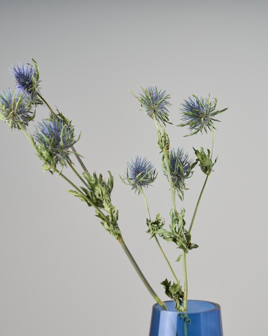 ドライフラワー★グリーンの爽やかリース★エリンジューム癒し♪インテリア♪1点物♪ 楽天市場】エリンジューム グリーン (エリンジウム) / ドライ