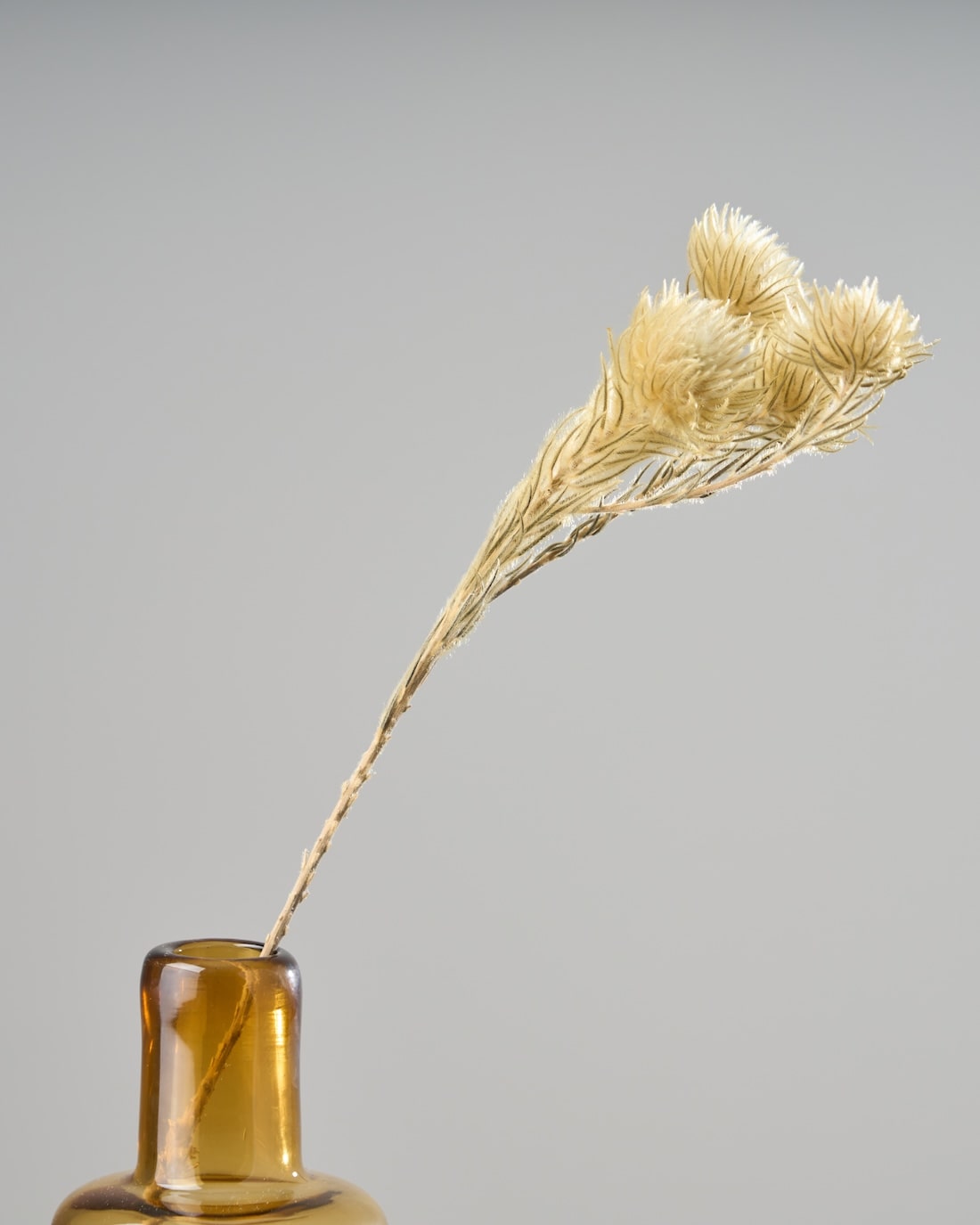 ドライフラワー］フィリカ プルモーサ商品ページ - 土と風の植物園