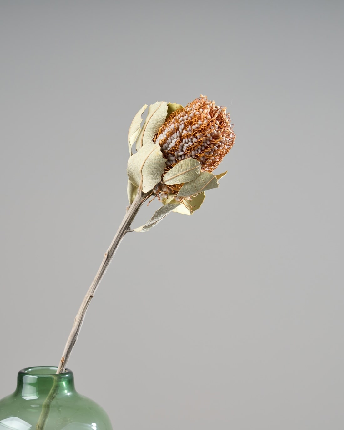 ドライフラワー　オブジェ　バンクシア ドライフラワー］バンクシア コクシニア商品ページ - 土と風の植物園