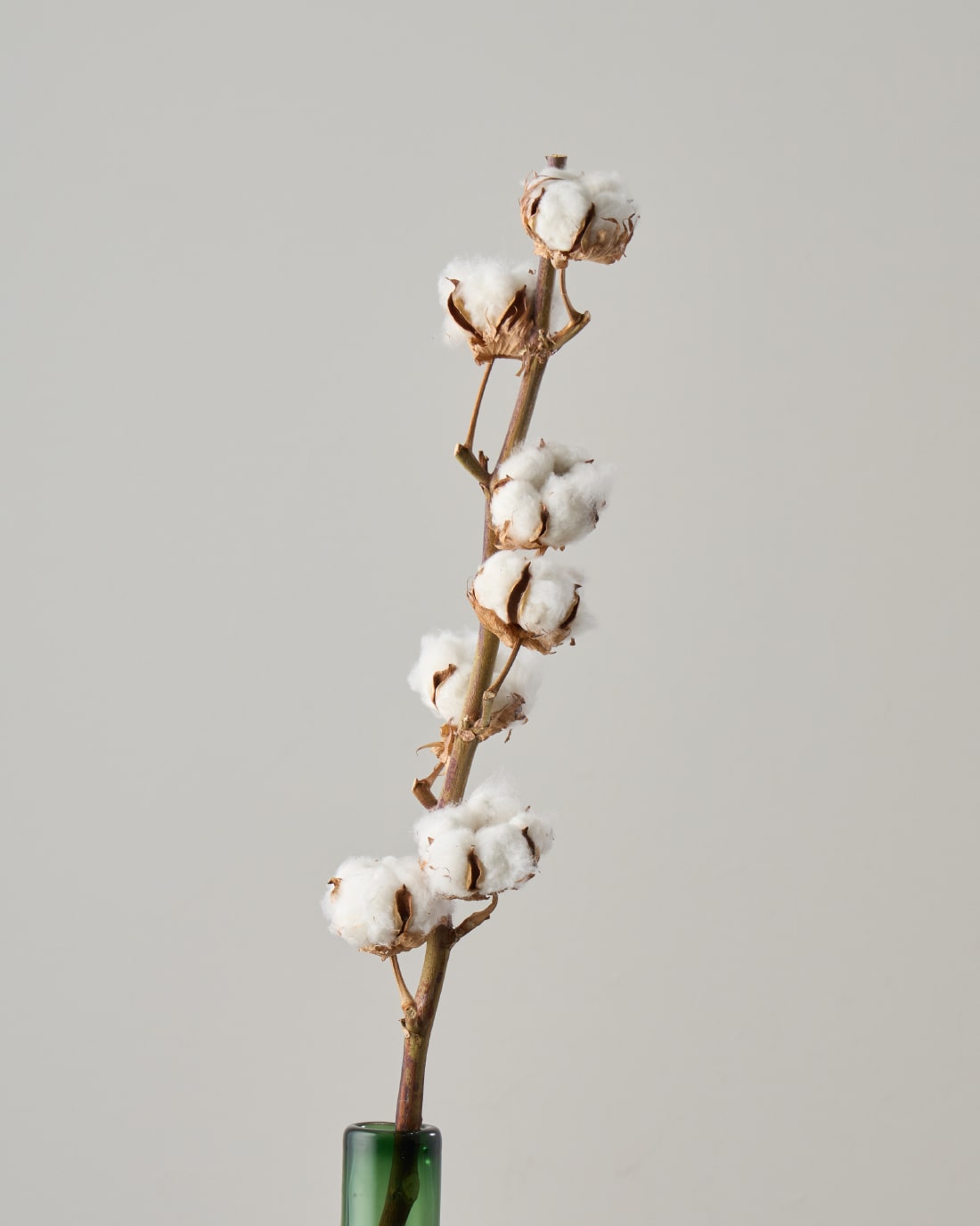 専用＊Winter＊コットン＆ポポラス ドライフラワータペストリー 専用＊Winter＊コットン＆ポポラス ドライフラワータペストリー