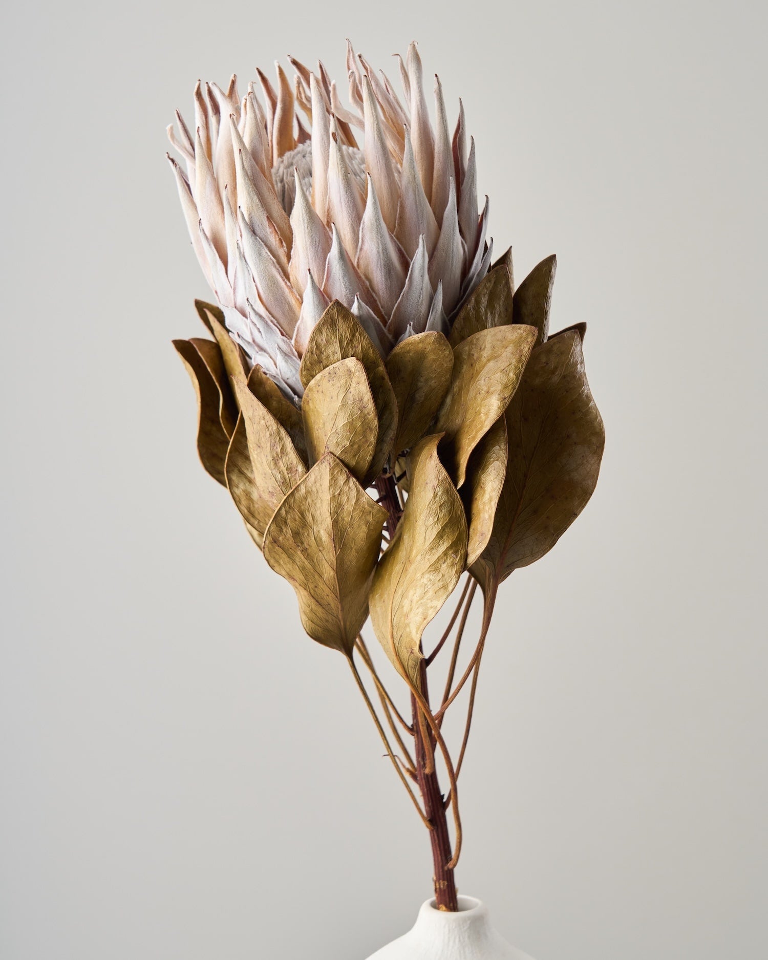 ドライフラワー★ホワイトプロテアネイティブスワッグ★ピンクッション　1点物♪ ドライフラワー☆ホワイトプロテアネイティブスワッグ☆ピンクッション