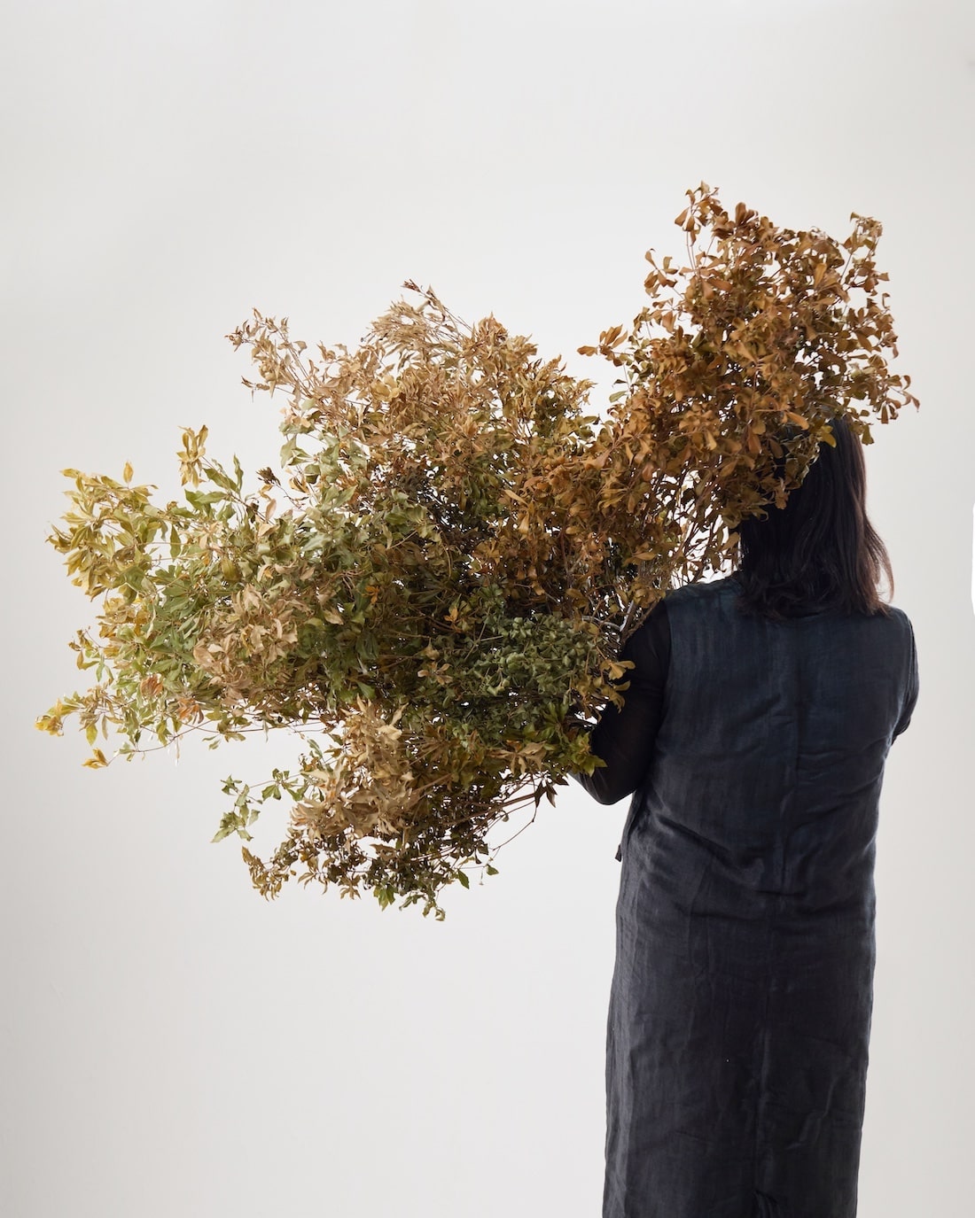 BIGボタニカル｜ドライ］アセビ アンティーク 100-120cm 商品ページ