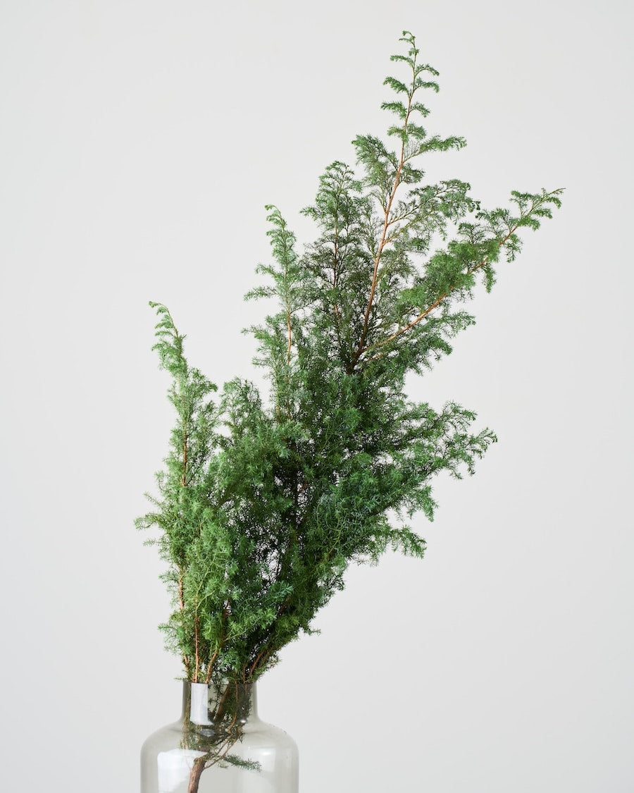 ドライフラワー］サツマ杉 商品ページ - 土と風の植物園