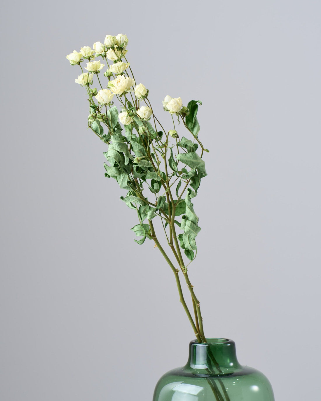 ドライフラワー］バラ スプレーウィット 商品ページ - 土と風の植物園