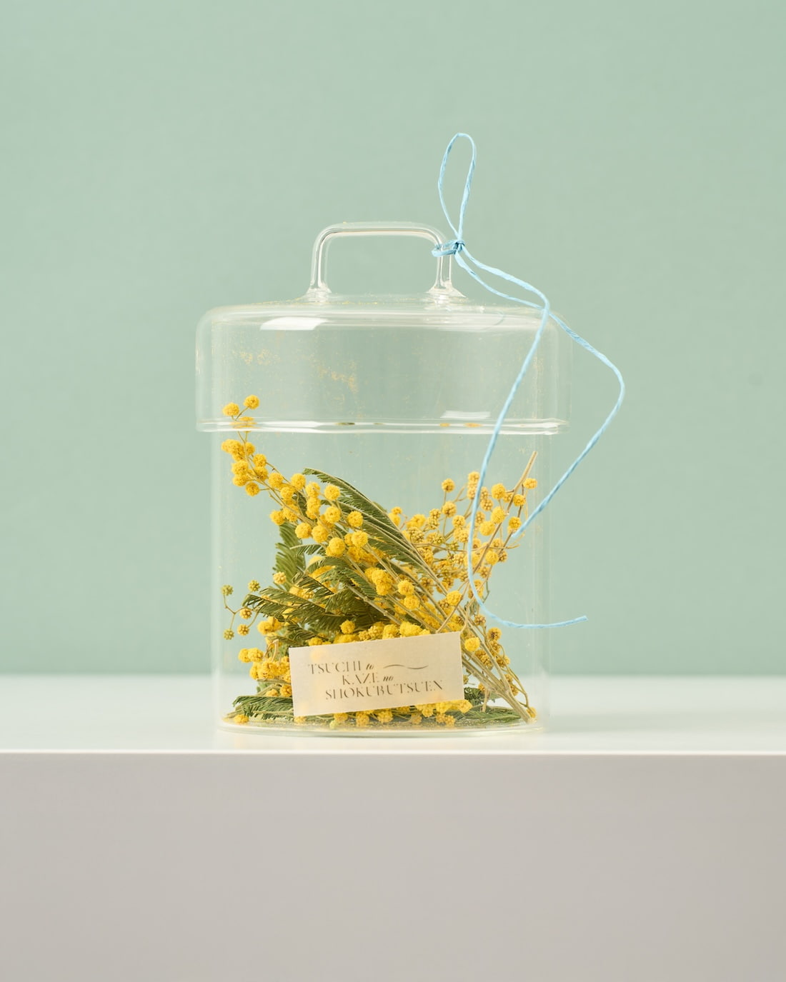 ドライフラワーの植物標本］ミモザ - 土と風の植物園