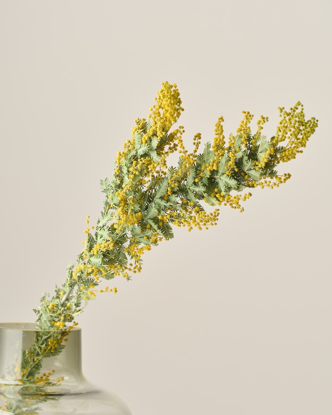 ドライフラワー］ミモザ 銀葉アカシア 商品ページ - 土と風の植物園