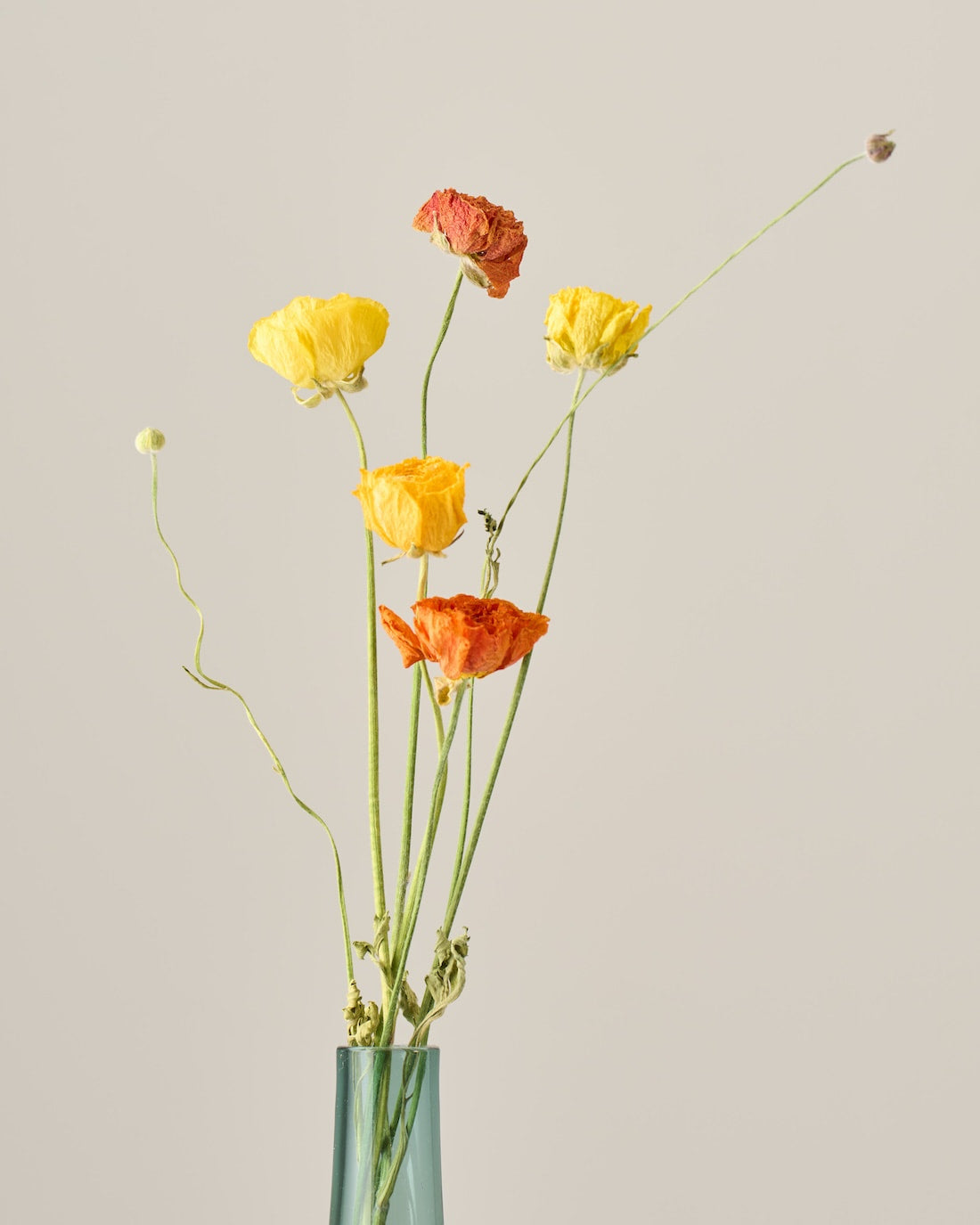 ドライフラワー］ラナンキュラス 商品ページ - 土と風の植物園