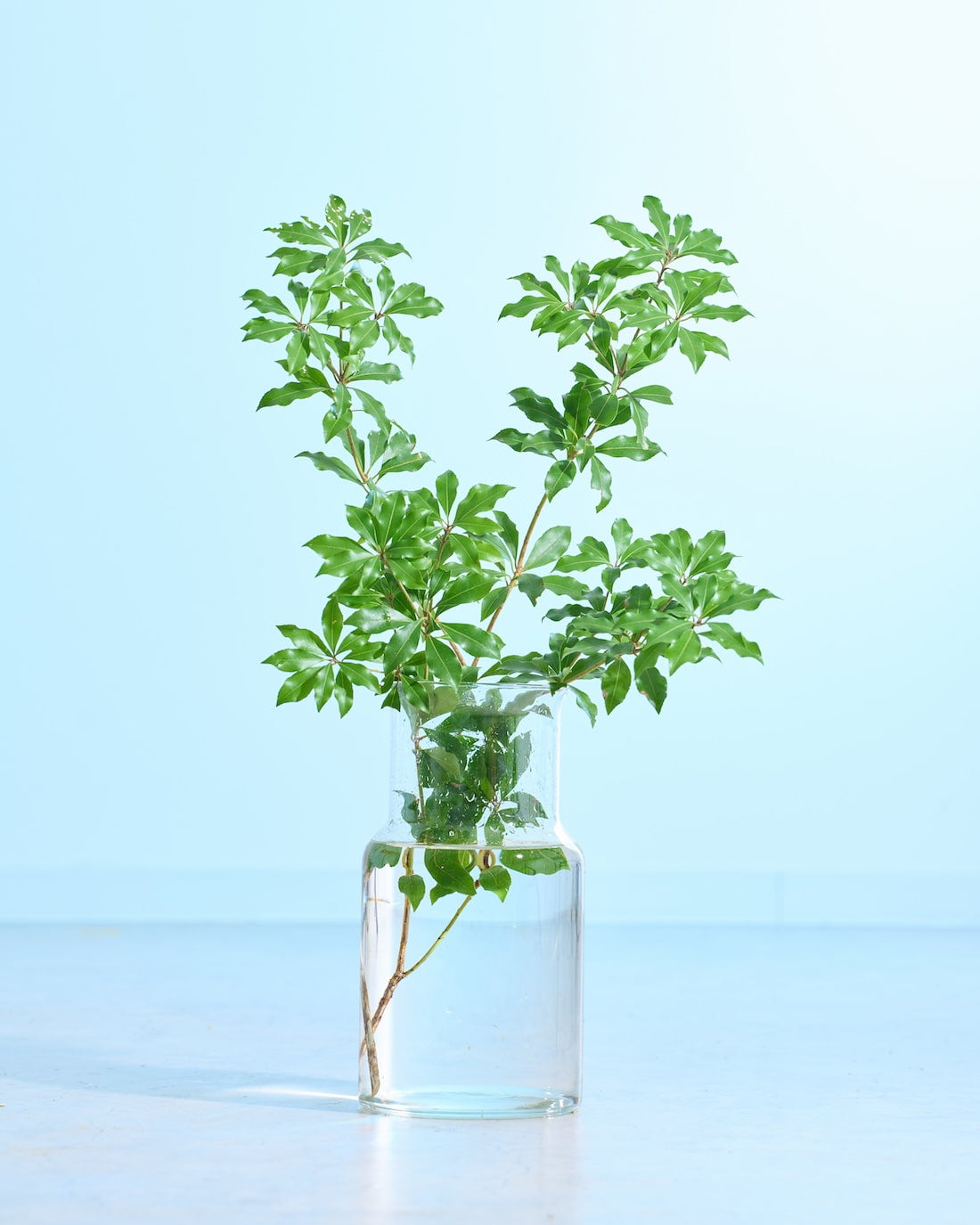 フレッシュな状態でお届け］アセビ - 土と風の植物園