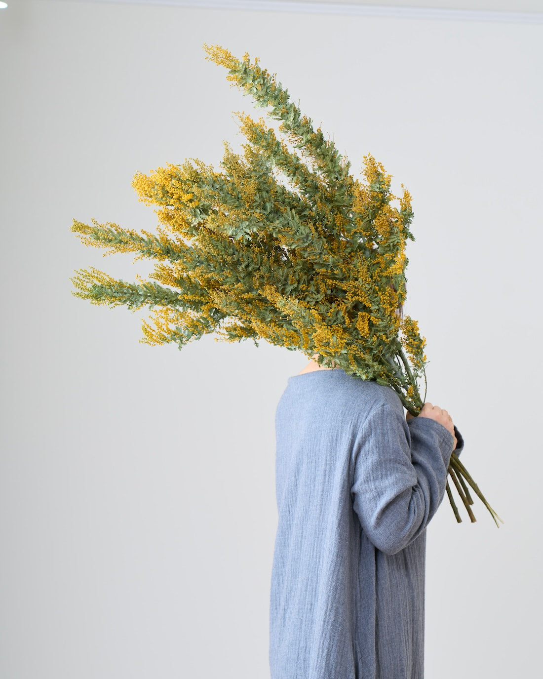 BIGボタニカル｜ドライ］ミモザ（ 銀葉アカシア） 商品ページ - 土と風