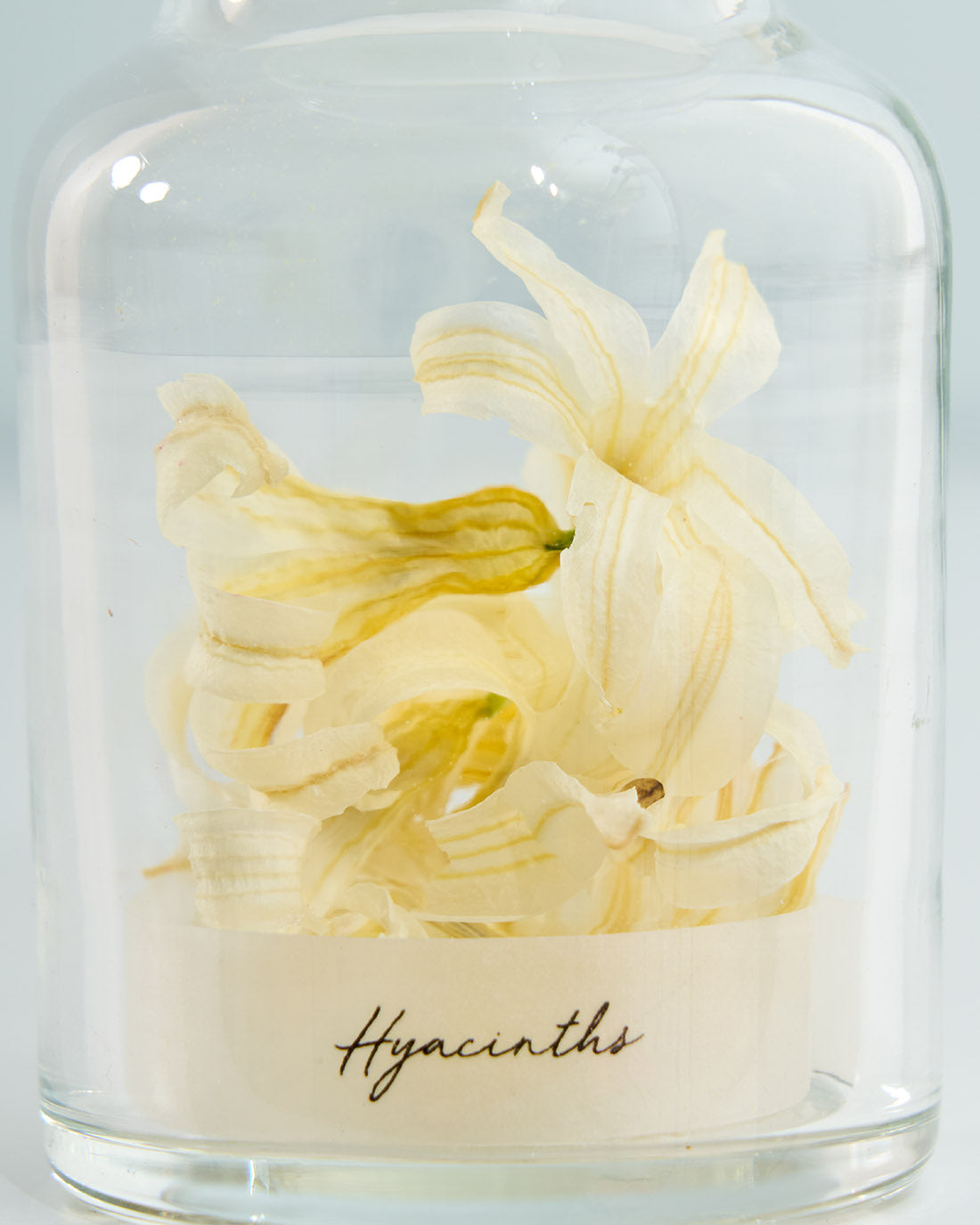 季節の彩りを閉じ込めた、ヒヤシンスの植物標本