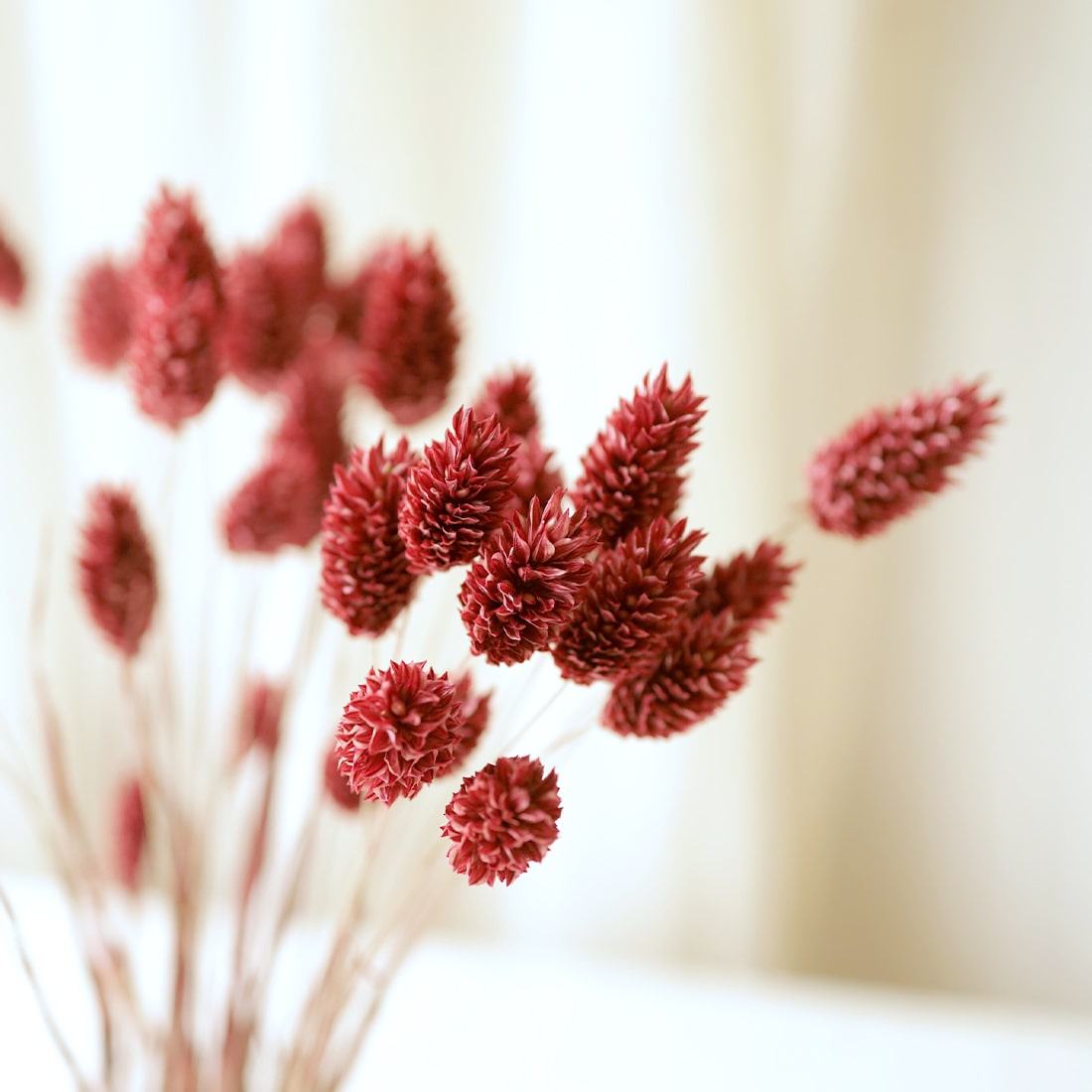 ドライフラワー］カナリーグラス クラシックローズ 商品ページ - 土と