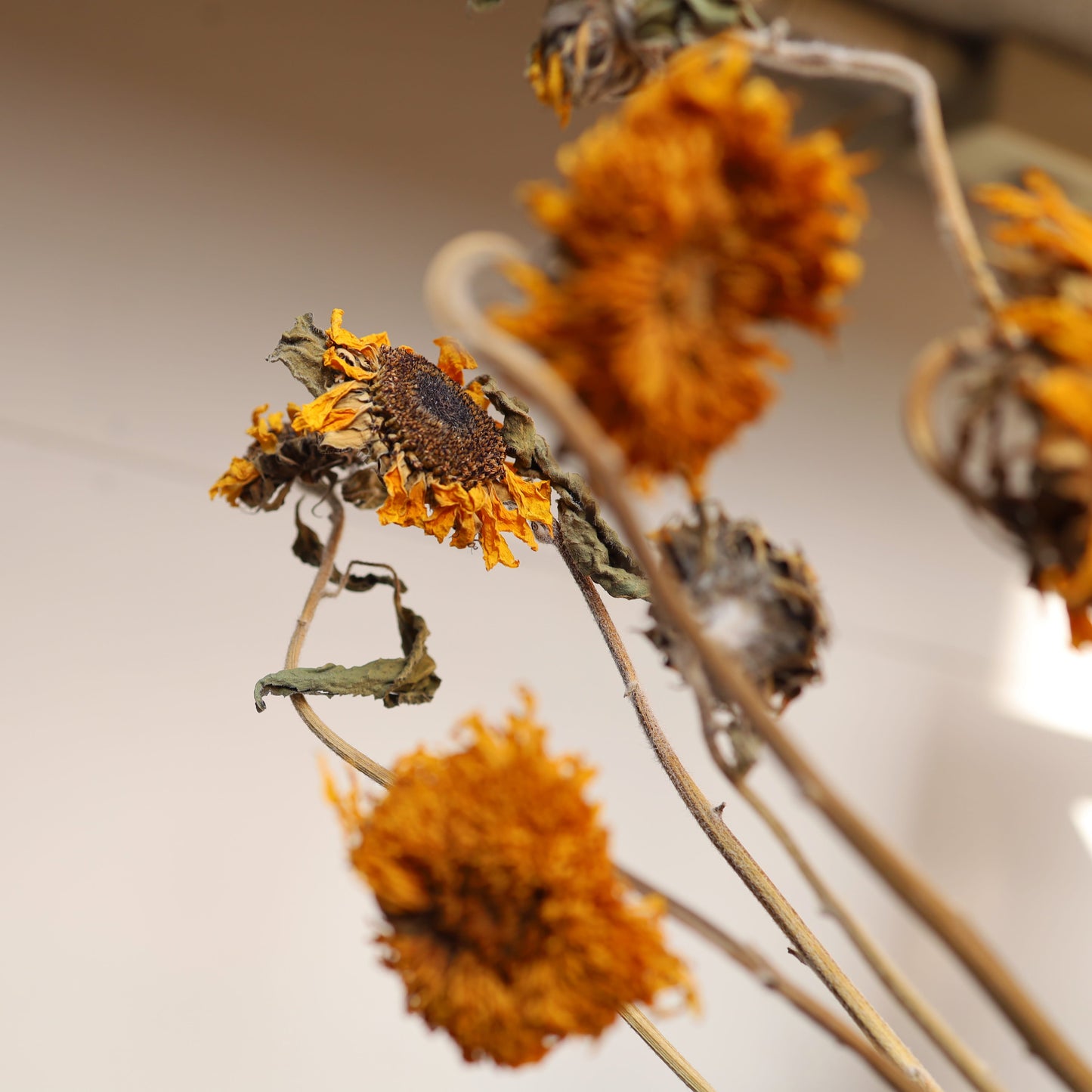 【ふぞろいも愛おしいお得なドライフラワー】ヒマワリ