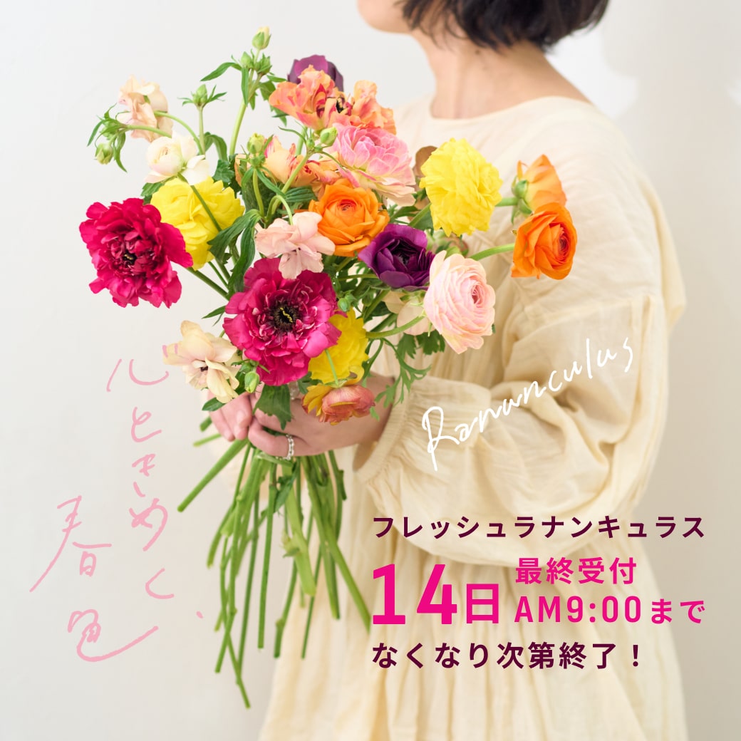 ラナンキュラスとミモザのブーケ ドライフラワーラナンキュラスとミモザのミックスブーケ