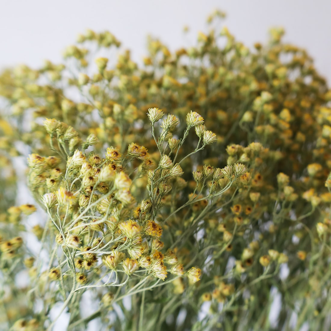 ドライフラワーシャ－ビ－なお花たちのフライングリース❁⃘*.゜ ドライフラワーシャ－ビ－なお花たちのフライングリース❁⃘*.゜