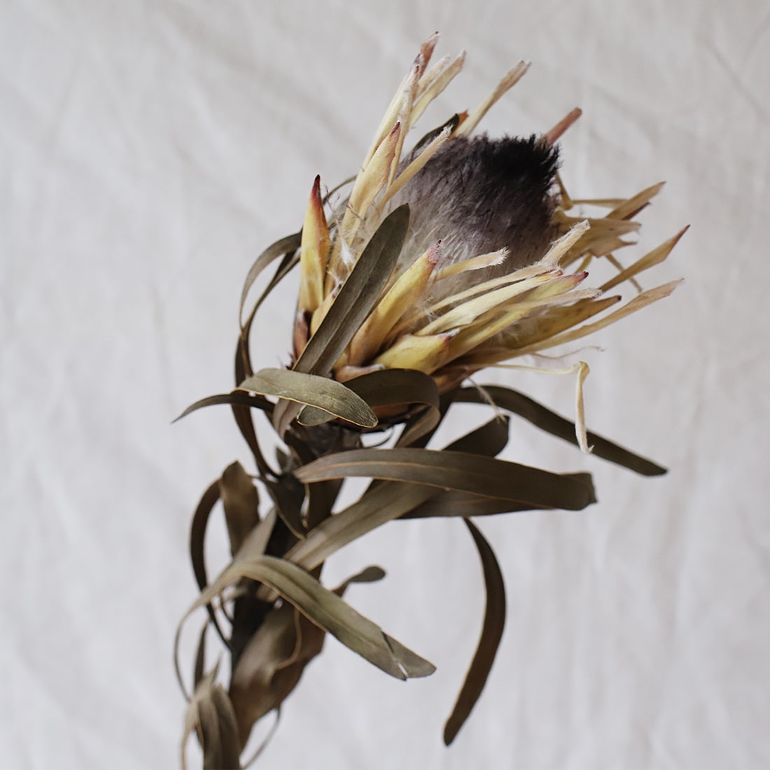 ドライフラワー］プロテア ホワイトナイト商品ページ - 土と風の