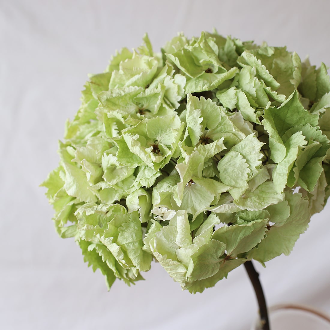 ドライフラワー］紫陽花 クラシックエメラルド 商品ページ - 土と風の