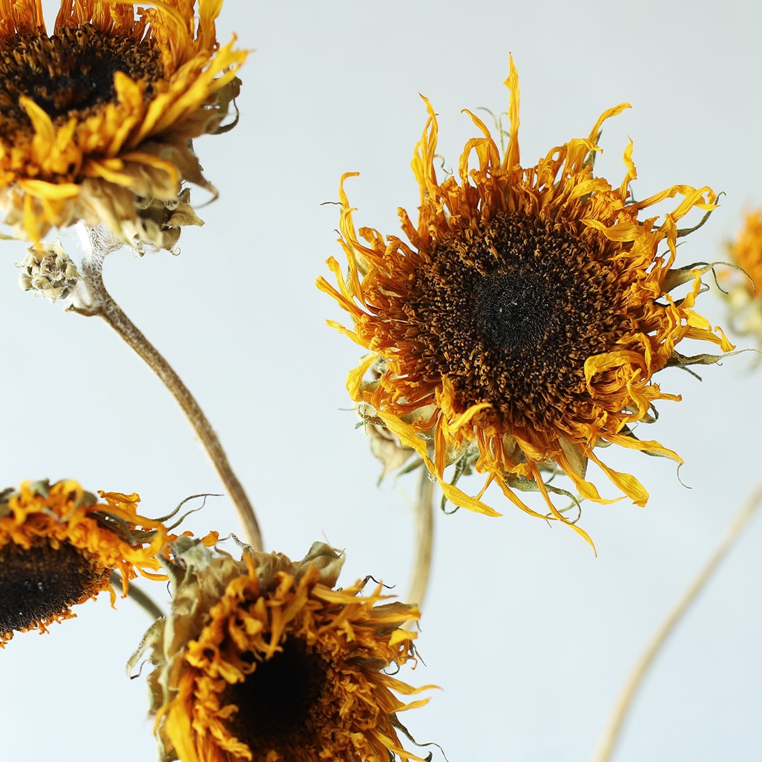 <ゴッホのひまわり>向日葵・グレビレア・レモンリーフのスワッグ