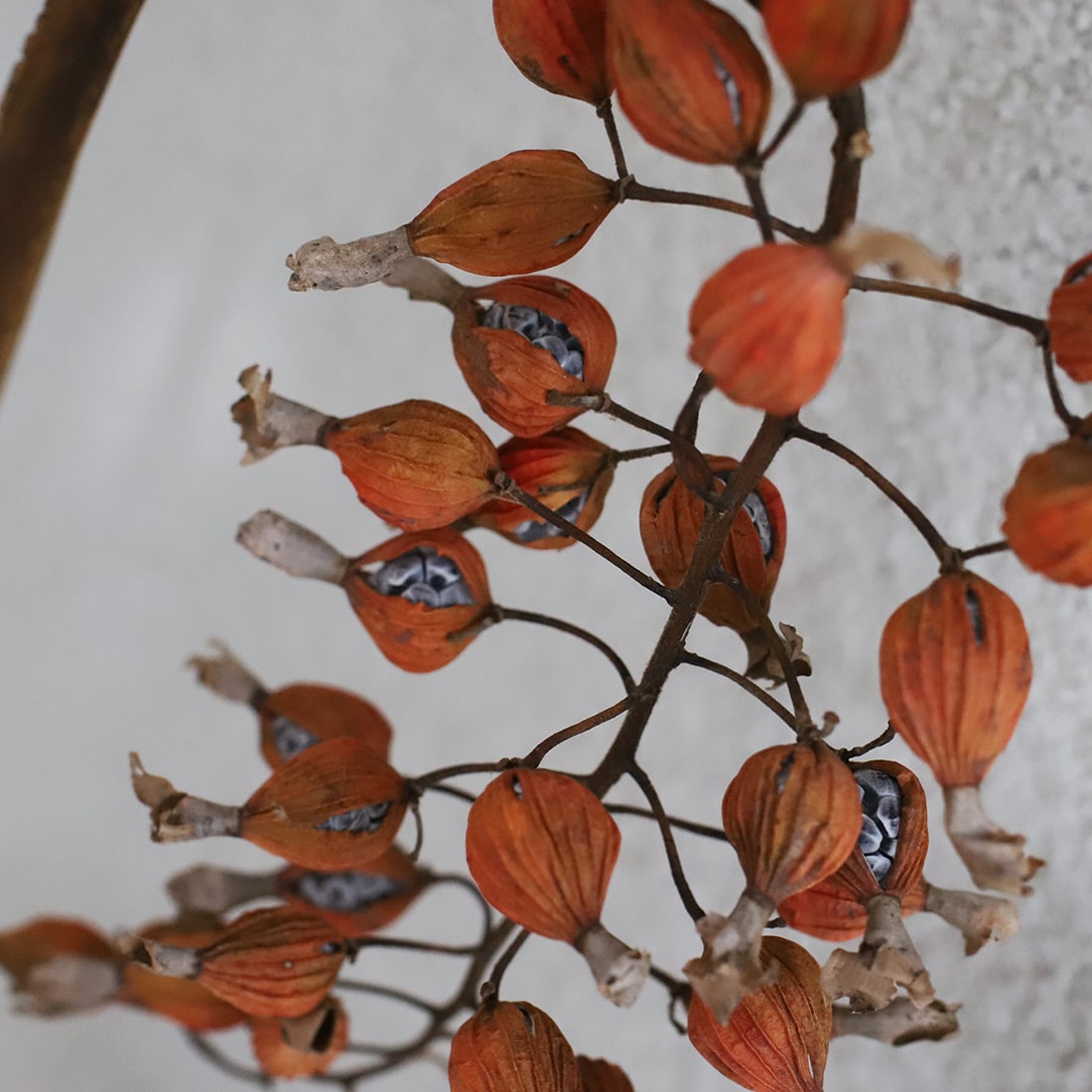 月桃の実　花材　ハロウィン　ドライフラワー　沖縄　オレンジ色の実　木の実　リース