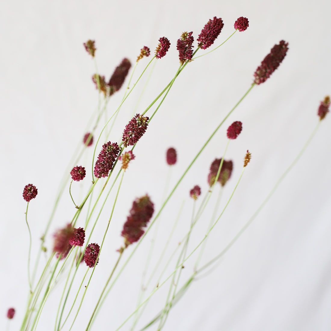 ドライフラワー☆ポポラスベリーボリュームリース ☆バンクシア