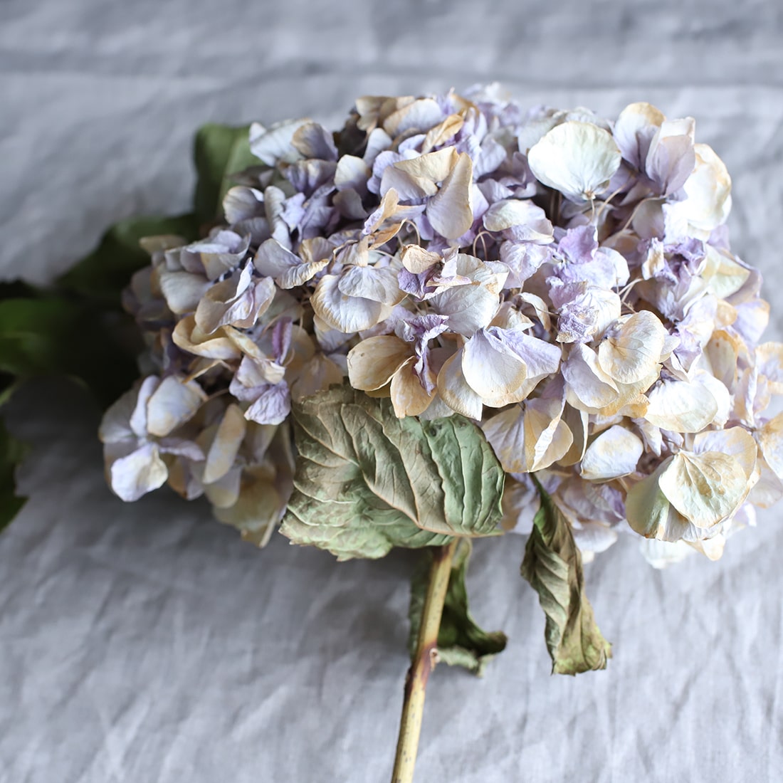 ＜花笑み＞紫陽花アンティークピンクとレモンリーフのリース