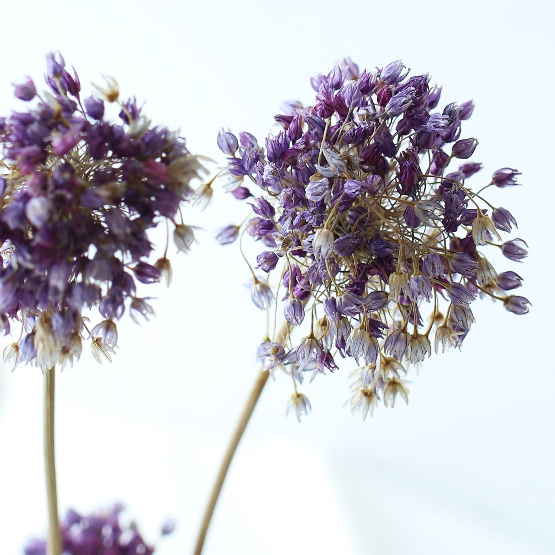 紫陽花とおすすめドライフラワーのセット