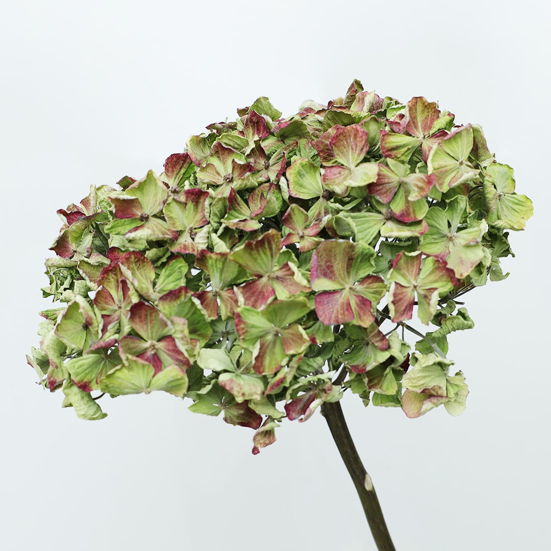 ドライフラワー］紫陽花 コーラルグリーン商品ページ - 土と風の植物園