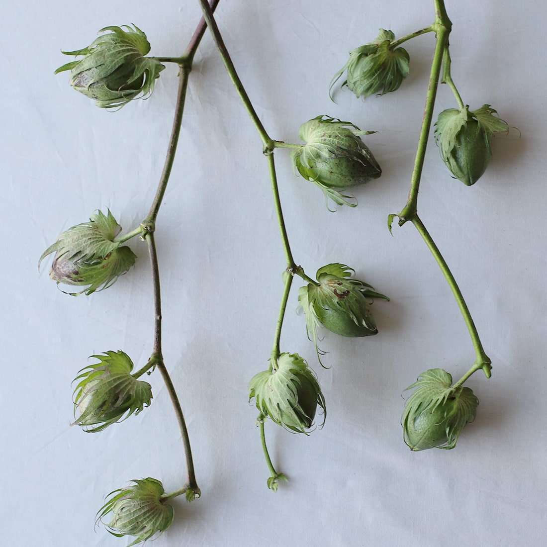 期間限定 小さなテキサスの自由研究 *ご自宅へお届け