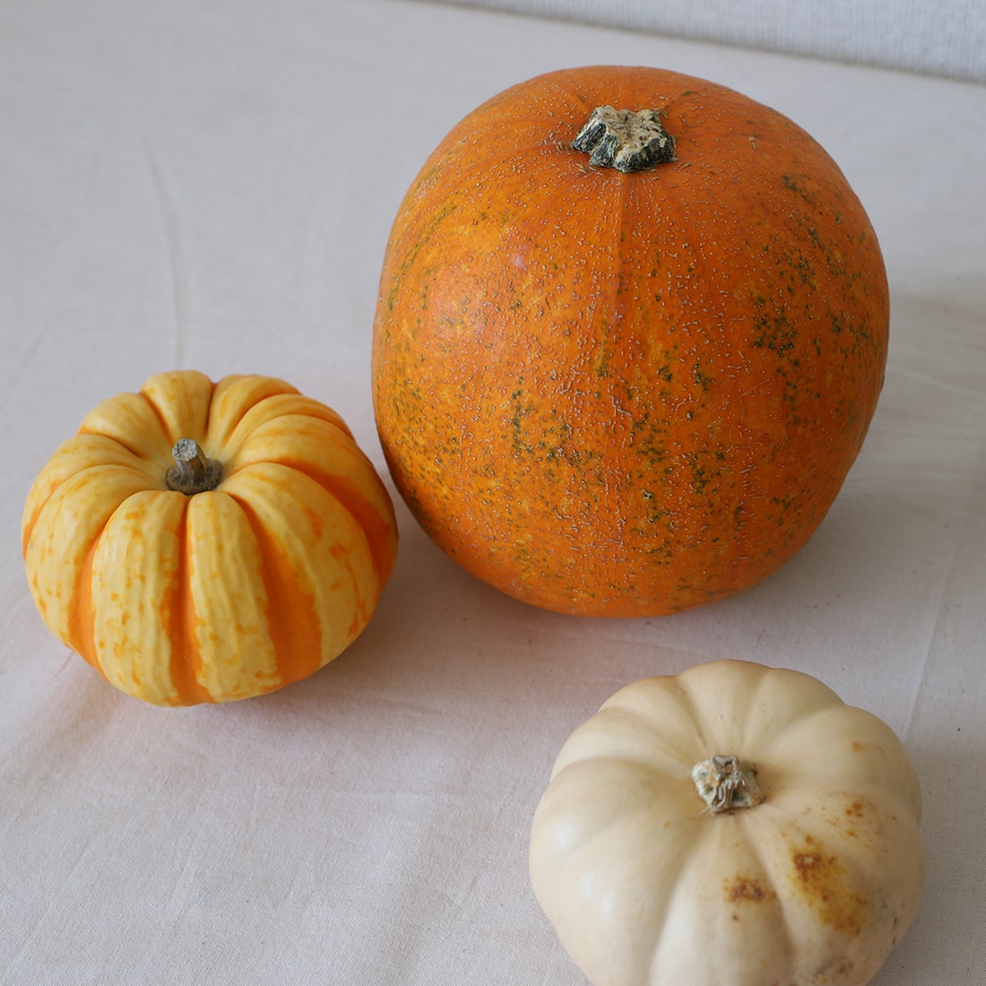 オモチャカボチャ 3個セット