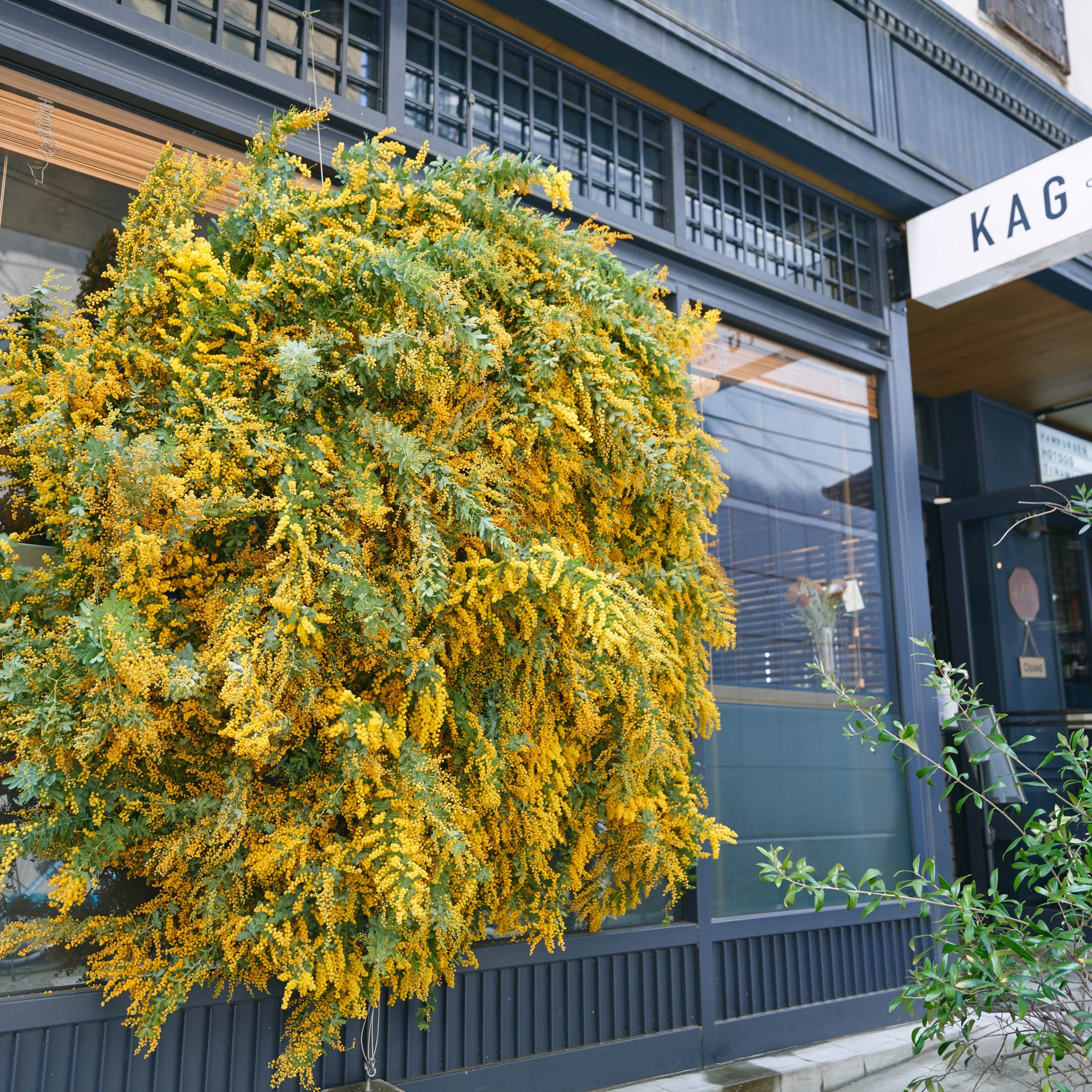 倉敷駅前のカフェ［KAG］さんの店頭にミモザの巨大リースをしつらえ