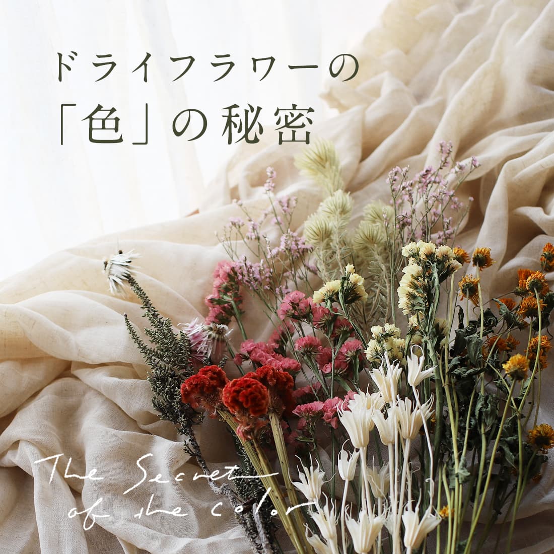 心を豊かにしてくれる。ドライフラワーが持つ色の秘密
