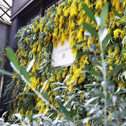 「ミモザの日」まで、倉敷駅前KAGの壁一面を装飾「春を告げる花」でコロナ禍の鬱々とした空気を少しでも明るく