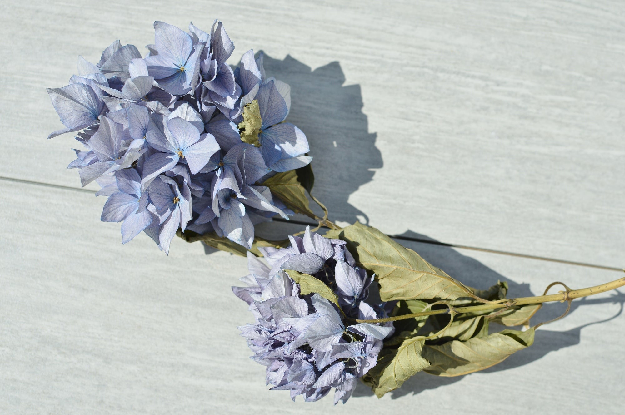 長持ちさせたい！ドライフラワーのお手入れ方法と保存期間 – 土と風の