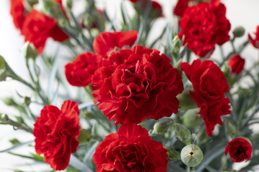 なぜ母の日に赤いカーネーションを贈るの？その由来や色別の花言葉を紹介！