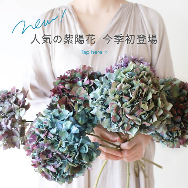 紫陽花のドライフラワー