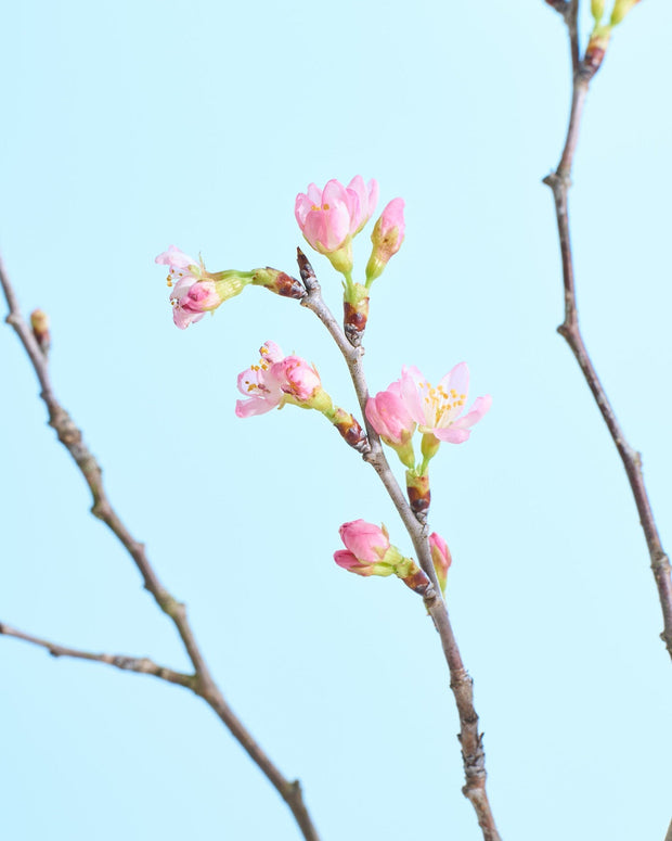 心に新しい息吹を［桜］