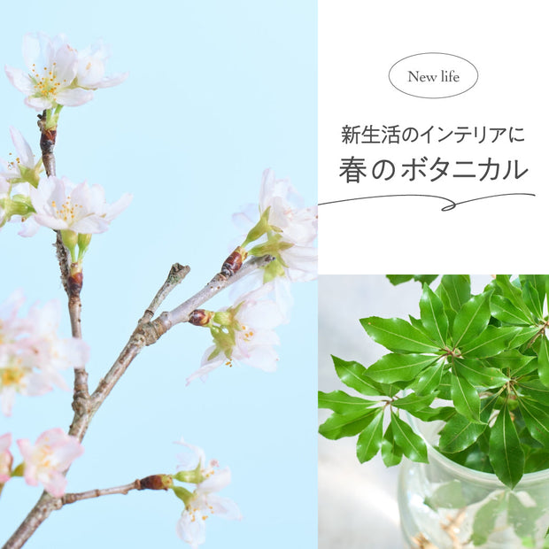 春のボタニカル