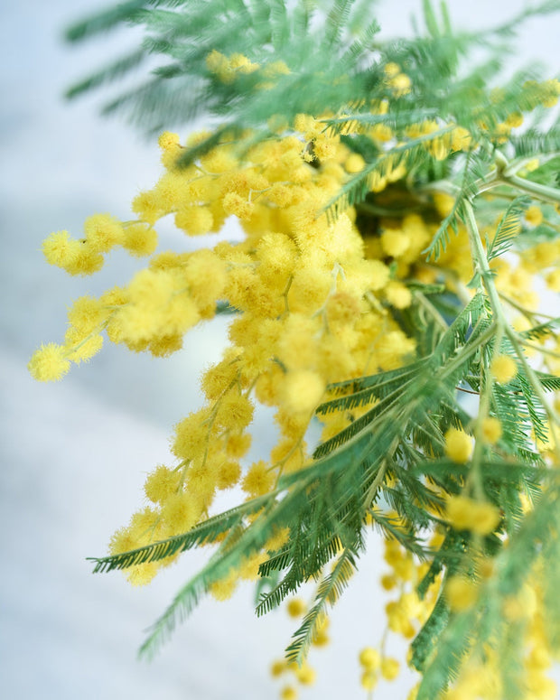 心弾む、ミモザ